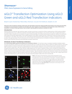Transfection Optimization with siGLO Green and siGLO Red