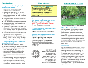 blue-green algae green algae green algae