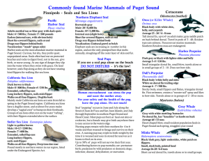 Commonly found Marine Mammals of Puget Sound