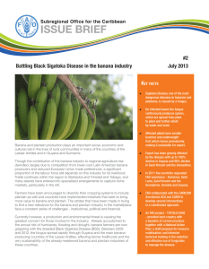 Battling Black Sigatoka Disease in the banana industry
