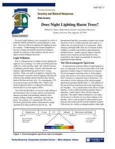 Does Night Lighting Harm Trees?