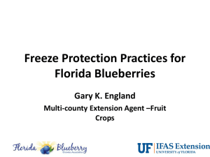 Freeze Protection Practices for Florida Blueberries