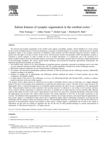 Salient features of synaptic organisation in the cerebral cortex 1