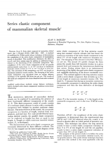 Series elastic component of mammalian skeletal muscle