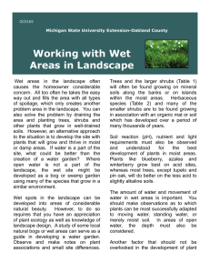 Working with Wet Areas in Landscape