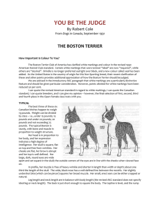 Boston Terrier - Canadian Professional Pet Stylists