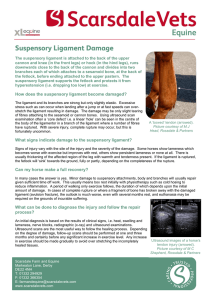 How does the suspensory ligament become damaged? What signs