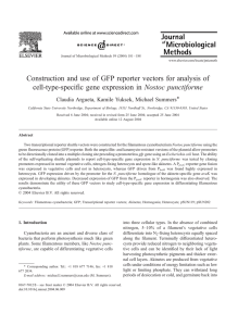Construction and use of GFP reporter vectors for analysis of cell
