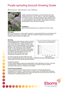 Purple sprouting broccoli Growing Guide