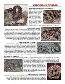 poisonous snakes essay poisonous snakes essay