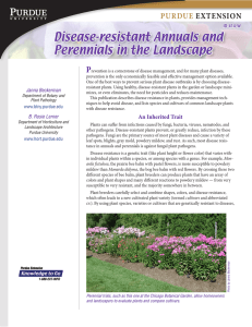 Disease Resistant Annuals and Perennials in