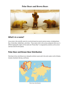 Polar Bears and Brown Bears What`s in a name? Polar Bear and
