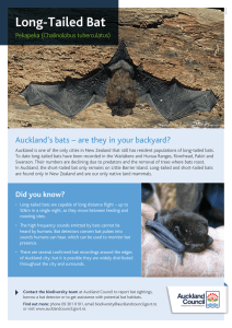 Long-Tailed Bat - Auckland Council