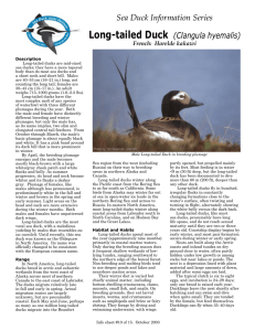 Sea Duck Information Series Long-tailed Duck