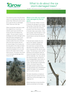 What to do about the ice storm-damaged trees?