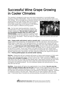 Successful Grape Growing in Cooler Climates