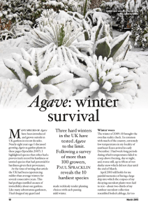 The Plantsman: Agave: winter survival