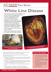 White Line Disease - Scarsdale Veterinary Group