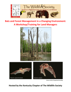 Bats and Forest Management in a Changing Environment: A