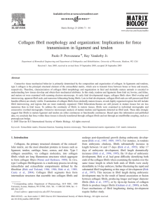 Collagen fibril morphology and organization