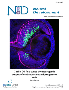 Cyclin D1 fine-tunes the neurogenic output of embryonic retinal