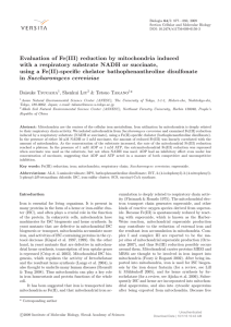 Evaluation of Fe(III) reduction by mitochondria induced