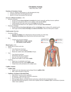 Circulatory, Respiratory, and Lymphatic