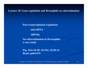 Lecture 18: Gene regulation and Drosophila sex determination Post
