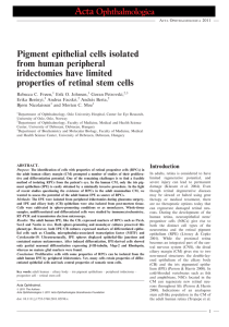 Pigment epithelial cells isolated from human peripheral iridectomies