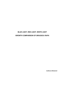 blue light, red light, white light growth comparison of brassica rapa