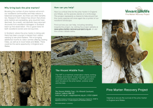 - Pine Marten Recovery Project