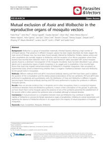 Mutual exclusion of Asaia and Wolbachia in the reproductive organs