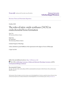 The roles of nitric oxide synthases (NOS) in