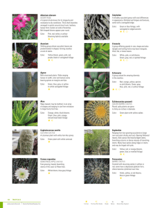 Succulents/Cacti - Cavicchio Greenhouses, Inc.