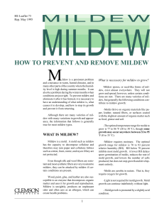How to Prevent and Remove Mildew