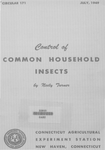 common household insects