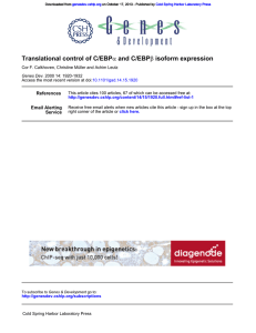 isoform expression β and C/EBP α Translational control of C/EBP
