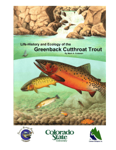 Greenback Cutthroat Trout - Colorado Natural Heritage Program
