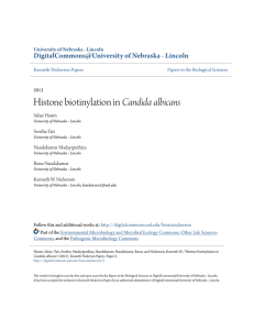 Histone biotinylation in Candida albicans