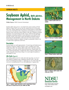Soybean Aphid, Aphis glycines - NDSU Agriculture