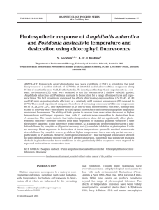 Photosynthetic response of Amphibolis antarctica and Posidonia