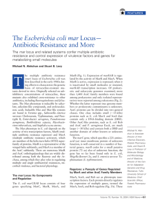 The Escherichia coli mar Locus— Antibiotic Resistance and More