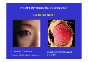 Eye Development
