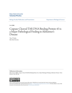 Caspase-Cleaved TAR DNA Binding Protein-43 is a