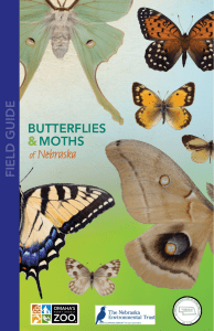 butterflies moths field guide