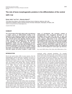 The role of bone morphogenetic proteins in the