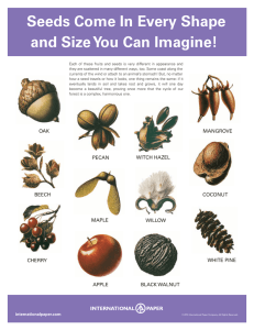 Seeds Come In Every Shape and Size You Can Imagine! Seeds