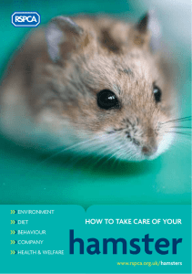 How to take care of your hamster