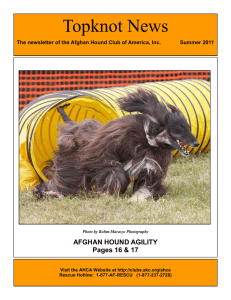 Topknot News - Afghan Hound Club of America, Inc.
