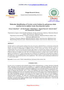 Molecular identification of Yersinia ruckeri isolates by polymerase